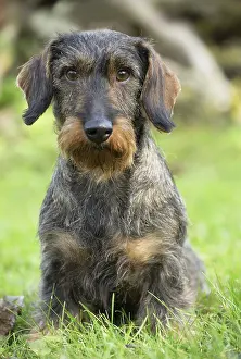 Teckel: Dog Wire Haired Dachshund