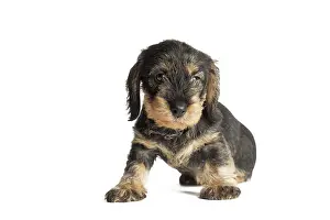 Teckel: Dog Wire Haired Dachshund