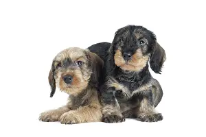 Teckel: Dog Wire Haired Dachshund