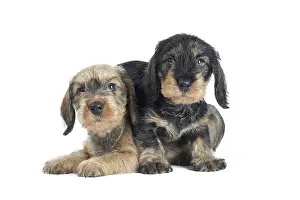 Teckel: Dog Wire Haired Dachshund