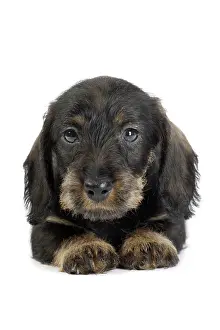 Teckel: Dog Wire Haired Dachshund