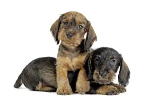 Teckel: Dog Wire Haired Dachshund