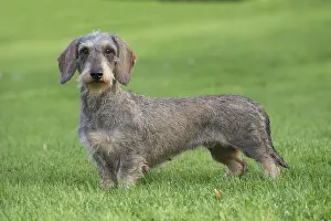 Teckel: Dog Wire Haired Dachshund
