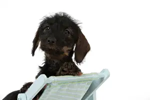 Deckchair: DOG - Wire haired dachshund puppy sitting in deckchair
