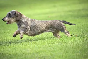 Tecel: Dog Wire Haired Dachshund running