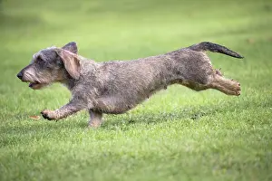 Tecel: Dog Wire Haired Dachshund running