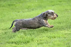 Tecel: Dog Wire Haired Dachshund running