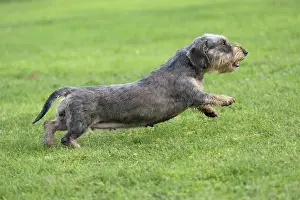 Tecel: Dog Wire Haired Dachshund running