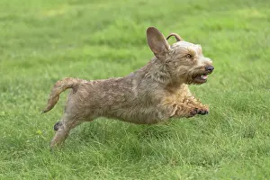 Tecel: Dog Wire Haired Dachshund running