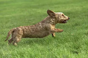 Tecel: Dog Wire Haired Dachshund running