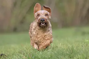 Tecel: Dog Wire Haired Dachshund running