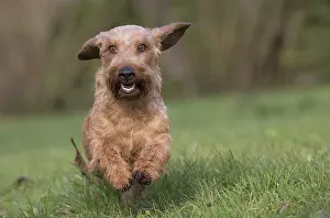 Tecel: Dog Wire Haired Dachshund running