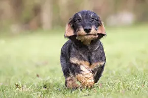 Tecel: Dog Wire Haired Dachshund running