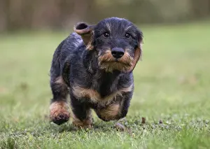 Tecel: Dog Wire Haired Dachshund running