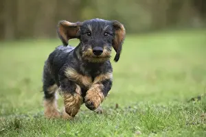 Tecel: Dog Wire Haired Dachshund running