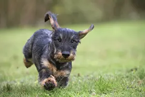 Tecel: Dog Wire Haired Dachshund running