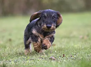 Teckel: Dog Wire Haired Dachshund running