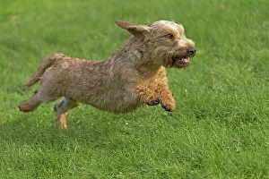 Teckel: Dog Wire Haired Dachshund running