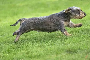Teckel: Dog Wire Haired Dachshund running