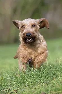 Teckel: Dog Wire Haired Dachshund running