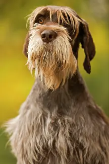 Beards: DOG - Wire-haired Pointing Griffon / Korthals Griffon