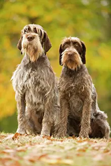 Korthals: DOG - Wire-haired Pointing Griffon / Korthals Griffon