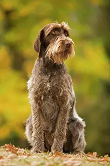 Korthals: DOG - Wire-haired Pointing Griffon / Korthals Griffon