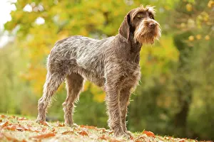 Korthals: DOG - Wire-haired Pointing Griffon / Korthals Griffon