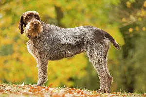 Griffons: DOG - Wire-haired Pointing Griffon / Korthals Griffon