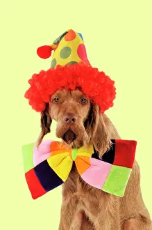 Bowties: DOG - Wire-haired vizsla wearing clown hat and bow tie