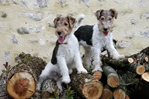Wirehaired: Dog - Wire-haired / Wirehaired Fox Terrier