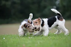 Wirehaired: Dog - Wire-haired / Wirehaired Fox Terrier