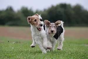 Wirehaired: Dog - Wire-haired / Wirehaired Fox Terrier