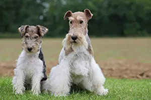 Wirehaired: Dog - Wire-haired / Wirehaired Fox Terrier