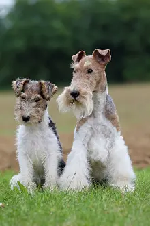 Wirehaired: Dog - Wire-haired / Wirehaired Fox Terrier