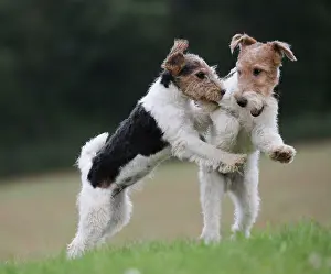 Wirehaired: Dog - Wire-haired / Wirehaired Fox Terrier puppies