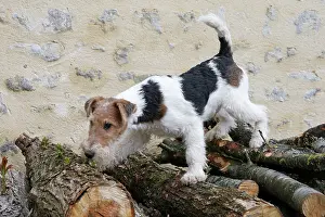 Wirehaired: Dog - Wire-haired / Wirehaired Fox Terrier puppy