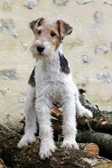 Wirehaired: Dog - Wire-haired / Wirehaired Fox Terrier puppy