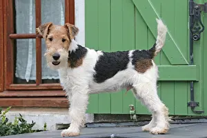 Wirehaired: Dog - Wire-haired / Wirehaired Fox Terrier puppy