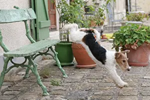 Patio: Dog - Wire-haired / Wirehaired Fox Terrier puppy