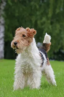 Wirehaired: Dog - Wire-haired / Wirehaired Fox Terrier puppy
