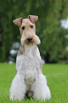 Wirehaired: Dog - Wire-haired / Wirehaired Fox Terrier puppy