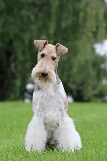 Wirehaired: Dog - Wire-haired / Wirehaired Fox Terrier puppy
