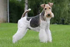 Wirehaired: Dog - Wire-haired / Wirehaired Fox Terrier puppy