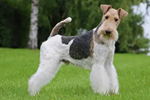 Wirehaired: Dog - Wire-haired / Wirehaired Fox Terrier puppy