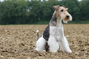 Wirehaired: Dog - Wire-haired / Wirehaired Fox Terrier puppy