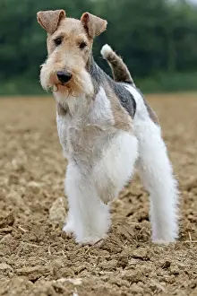 Wirehaired: Dog - Wire-haired / Wirehaired Fox Terrier puppy