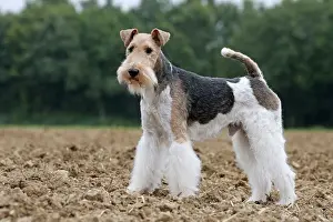 Wirehaired: Dog - Wire-haired / Wirehaired Fox Terrier puppy