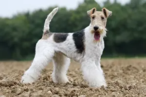 Wirehaired: Dog - Wire-haired / Wirehaired Fox Terrier puppy