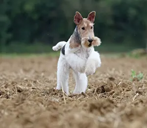 Wirehaired: Dog - Wire-haired / Wirehaired Fox Terrier puppy
